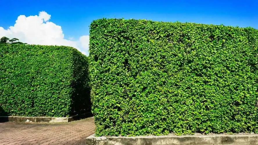 南平附近哪里有绿化草坪卖的